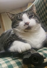 Cat with a Gat