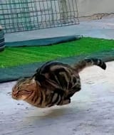 catrun