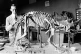 DinosaurBonesSkell