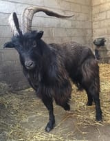 Black Phillip