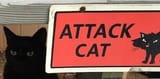 attack cat
