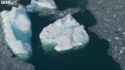 Leopard Seal and Penguin ice_thumb.jpg
