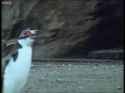 Penguin wounded_thumb.jpg
