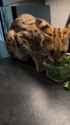 ocelot salad_thumb.jpg