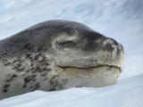 seal 3