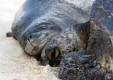 Seal Tuttle 2