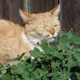 herb_catnip_pixabay@2x