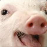 face of joy 1