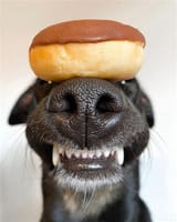 dog donut