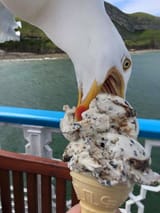 ice cream