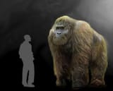 Gigantopithecus