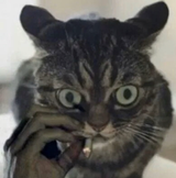 1667643817292442