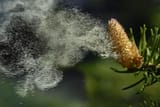pollen