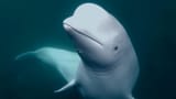 beluga