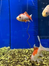 goldfish poop