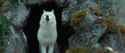 Brotherhood of the Wolf_thumb.jpg