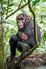 1200px-015_Chimpanzee_at_Kibale_forest_National_Park_Photo_by_Giles_Laurent-552001249
