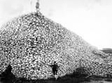 Bison skulls