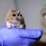 gerbil in hand
