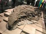 Borealopelta-the-Suncor-Nodosaur