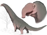 feathered-trunked-sauropod-art-by-v0-6owfykyvu7cc1