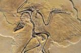 C0131992-Archaeopteryx_fossil