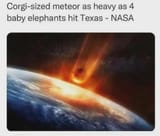 corgi sized meteor 4 baby elephants