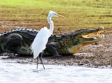 croc