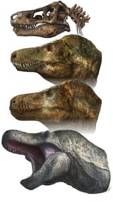 t-rex reconstruction
