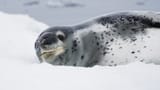 seal 10