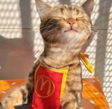 mccat