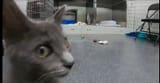cat (2)