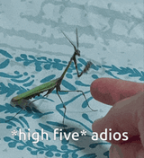 mantis-praying-mantis