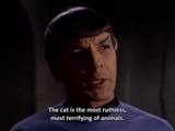 Spock and cats