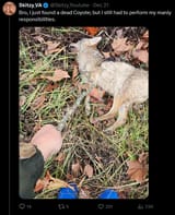 coyote