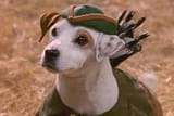 wishbone