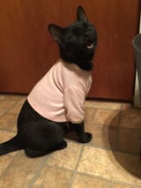 laughing-cat