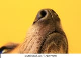 close-dogs-nose-sniffing-air-260nw-1717979098
