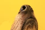 close-dogs-nose-sniffing-air-260nw-1717979098
