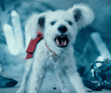krypto barking at jeets