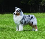 australianshepherd
