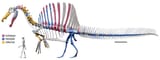 Spinosaurus_skeletal