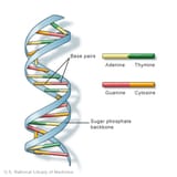 dna