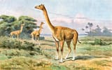 aepycamelus