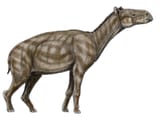 palaeotherium