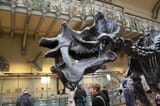 uintatherium