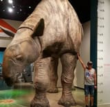 paraceratherium