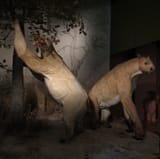 chalicotheres