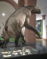 chalicothere anisodon grande