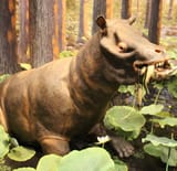 coryphodon